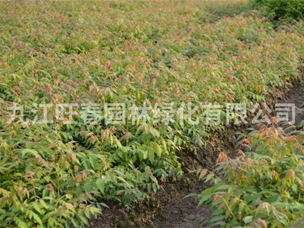 欒樹